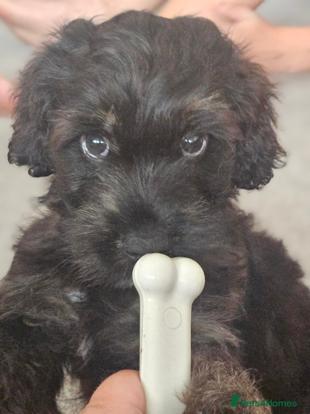 Mixed Breed dogs for sale: Shih tzu x cockerspaniel  in Chelmsford - Image 13