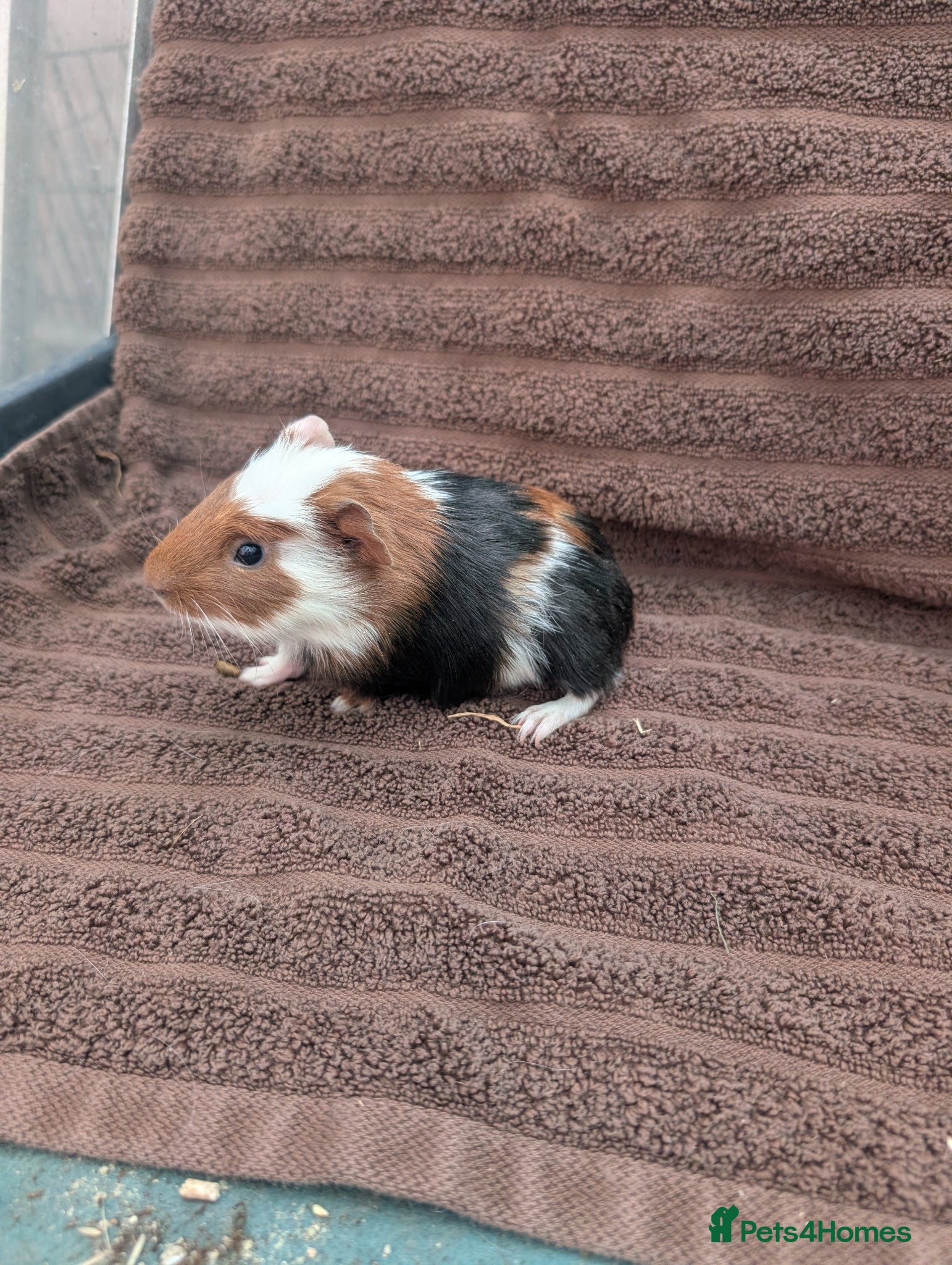 Guinea Pig rodents Baby guinea pigs - Advert 10