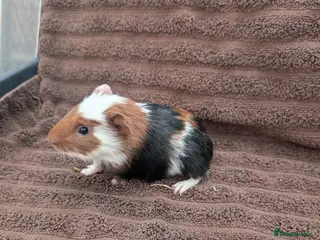 Guinea Pig rodents Baby guinea pigs - Advert 10