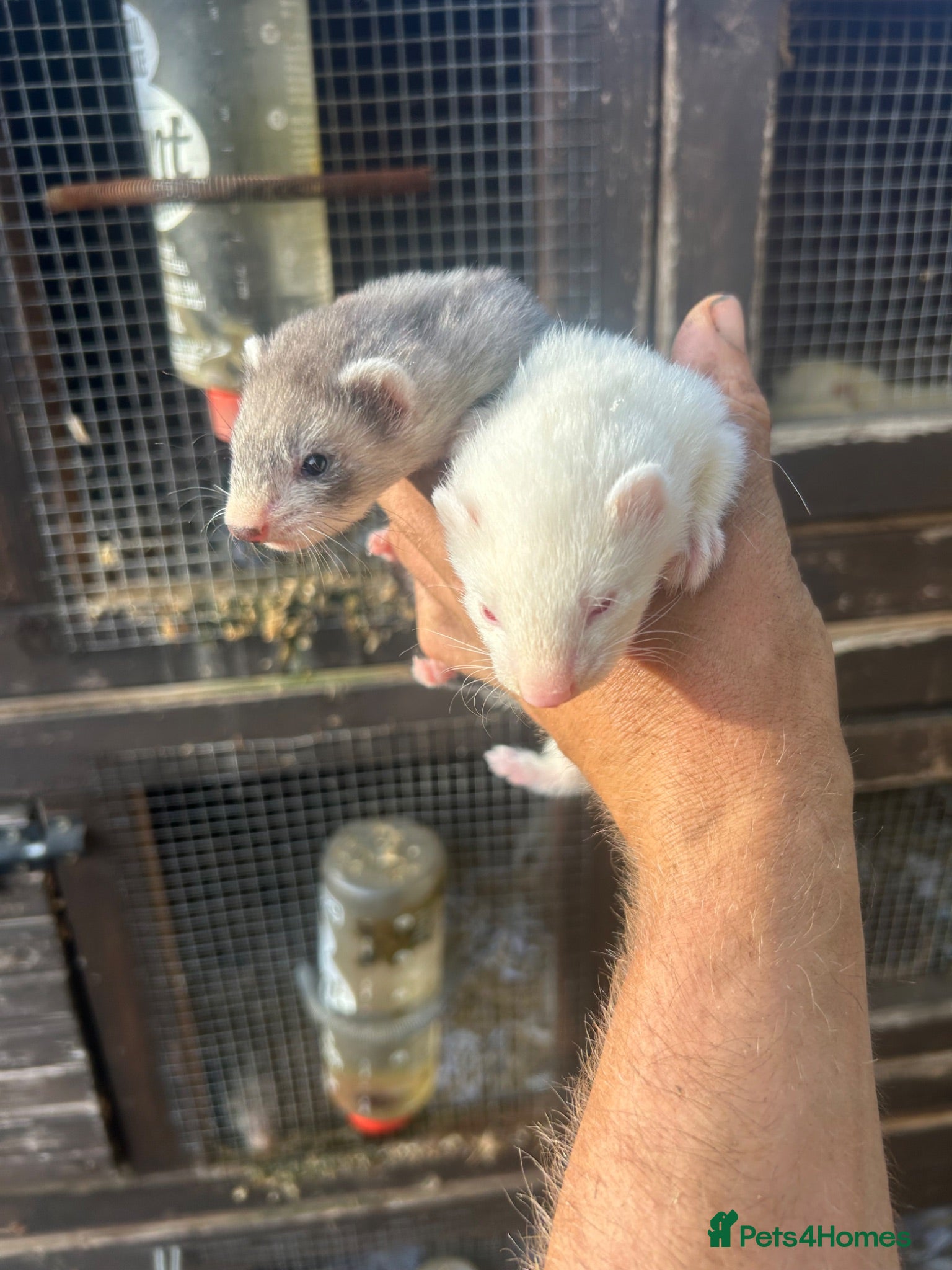 Ferret rodents Ferret kits - Advert 2