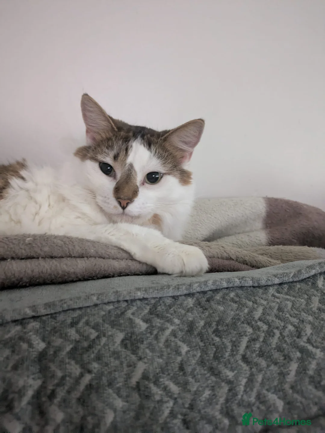 Mixed Breed cats for sale: 2 cats for re-homeing  in Manchester - Advert 7