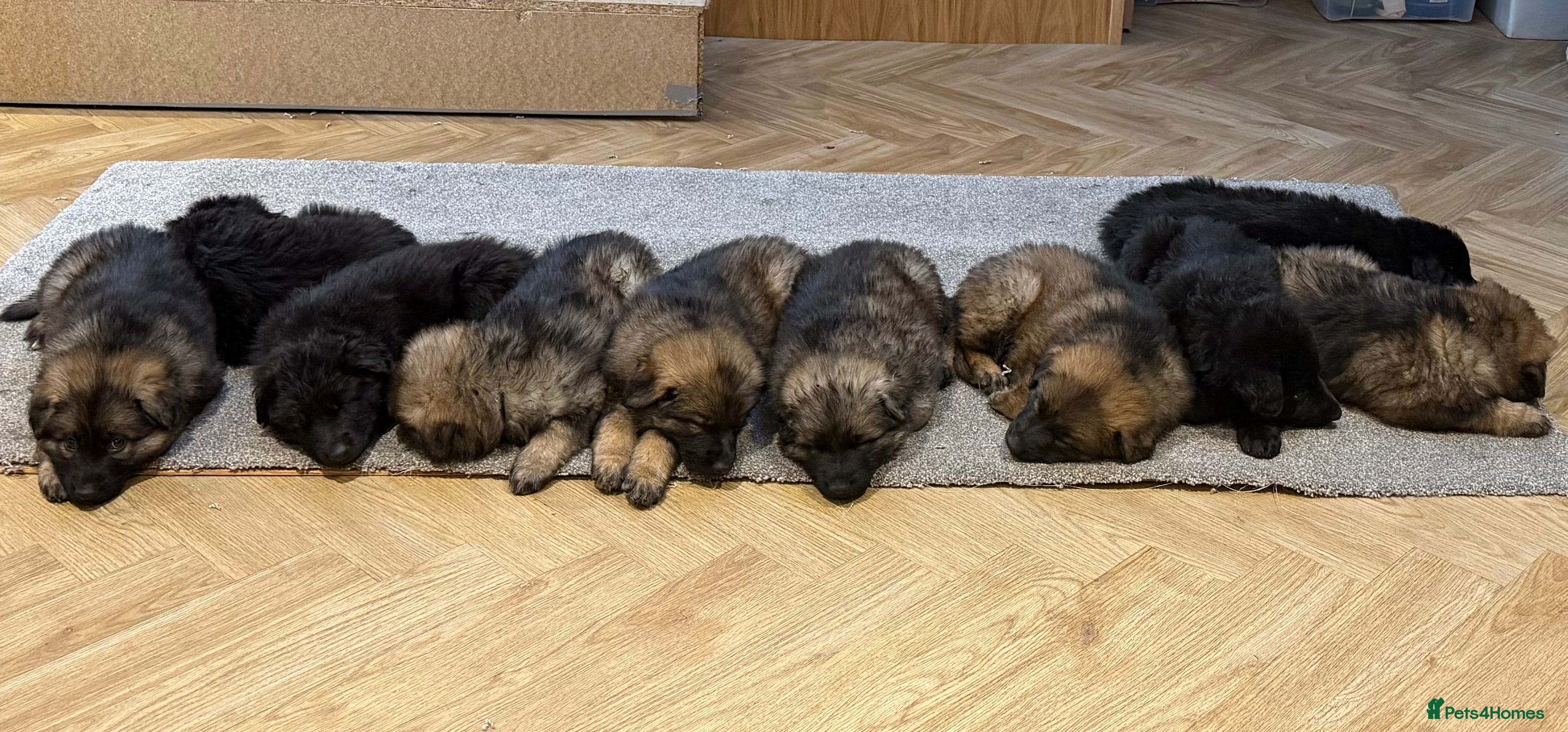 German Shepherd dogs KC HEALTH TEST LONG HAIRED GERMAN SHEPHERD PUPPIES - Advert 5