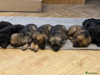 German Shepherd dogs KC HEALTH TEST LONG HAIRED GERMAN SHEPHERD PUPPIES - Advert 5