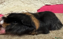 Guinea Pig rodents for sale: Peruvian Tri coloured baby boar  - Advert 4