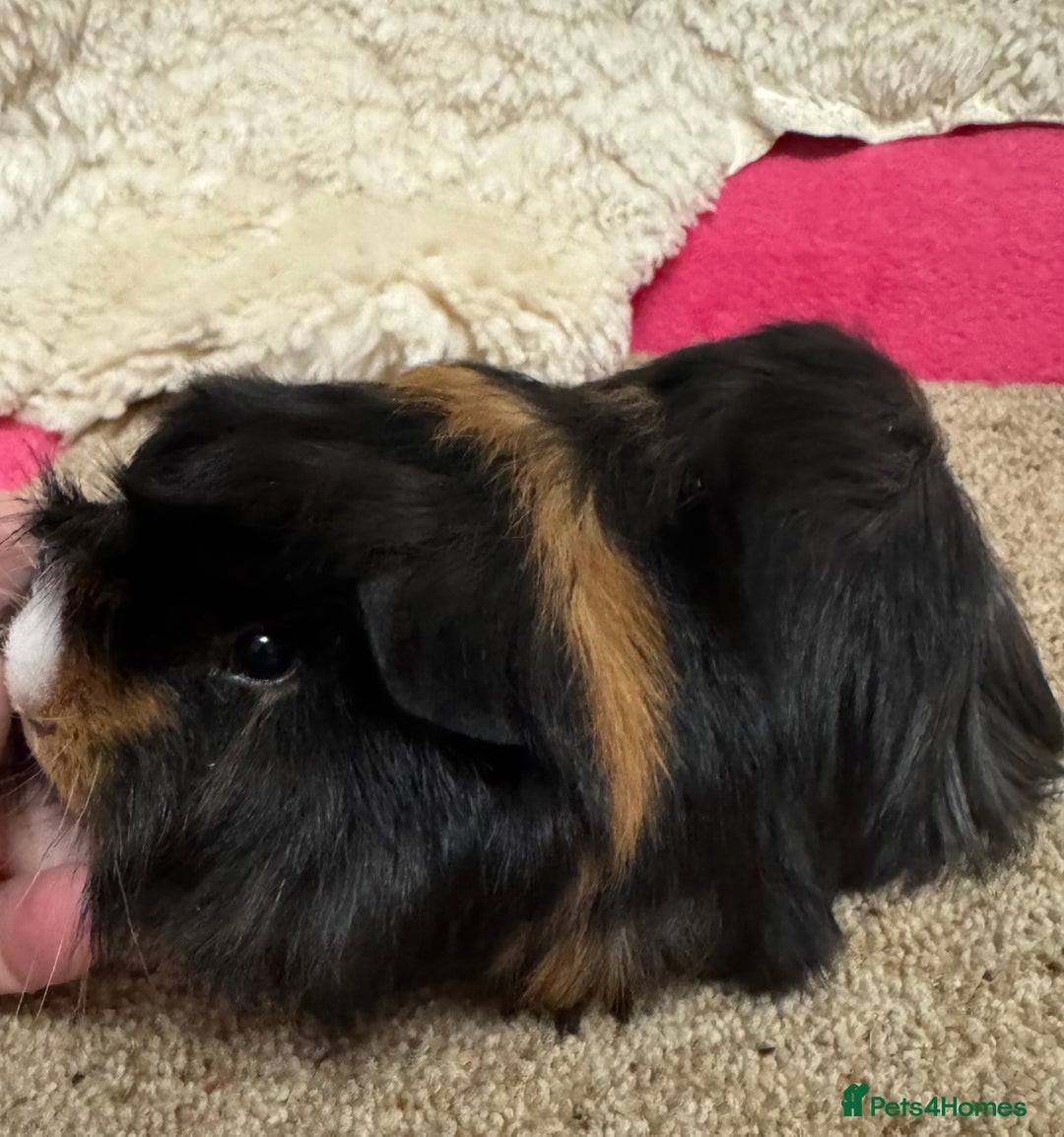 Guinea Pig rodents for sale: Peruvian Tri coloured baby boar  - Advert 4