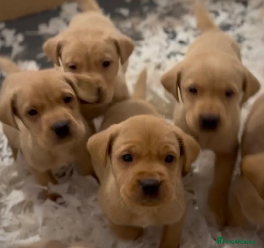 Labrador Retriever dogs for sale: Beautiful Labrador Puppies  Deep Red to Golden - Advert 1