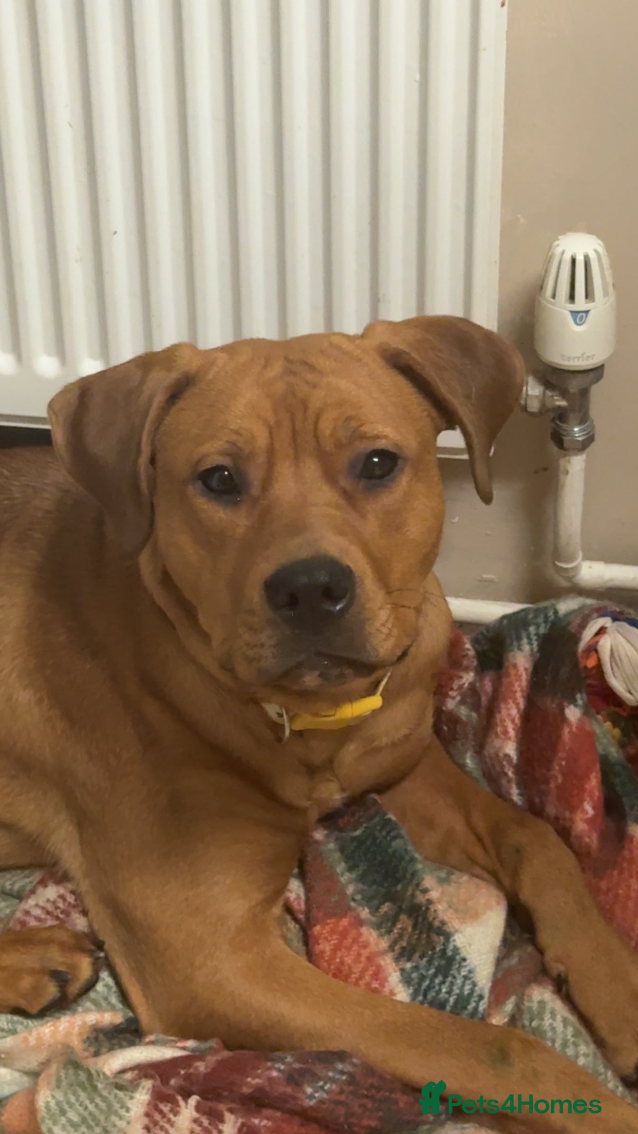 Mixed Breed dogs Bullmastiff x Rottweiler - Advert 1