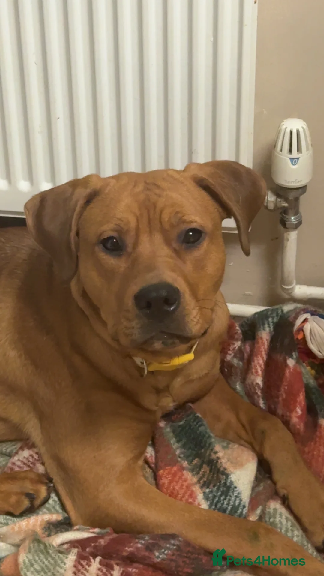 Mixed Breed dogs for sale: Bullmastiff x Rottweiler - Advert 1