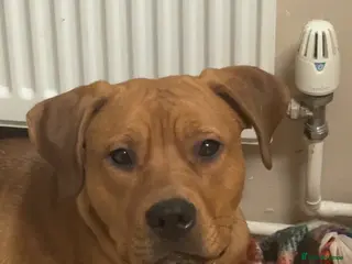 Mixed Breed dogs Bullmastiff x Rottweiler - Advert 1