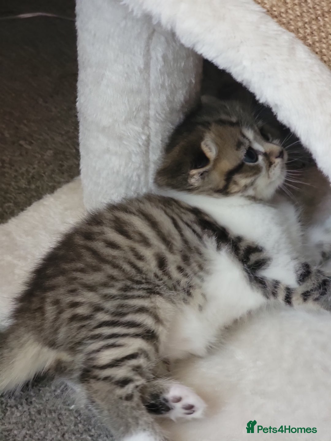 Scottish Fold cats for sale: Scottish fold - Advert 30