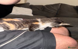 British Shorthair cats for sale: 3 x adorable kittens  - Image 14