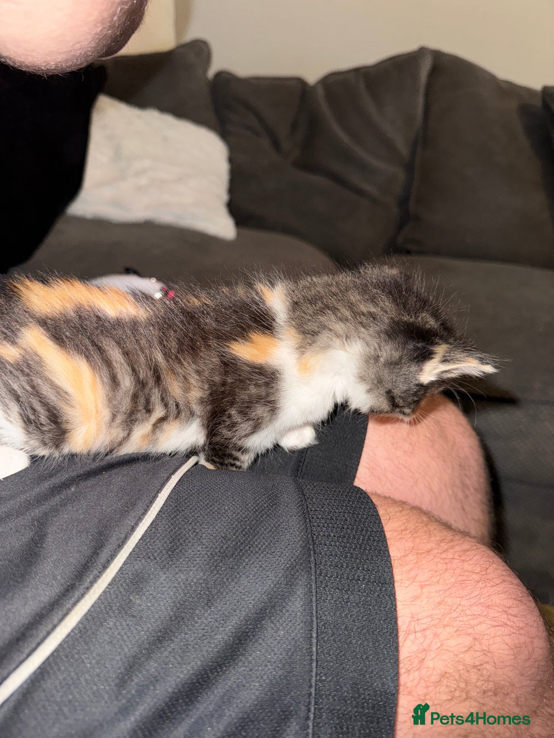 British Shorthair cats for sale: 3 x adorable kittens  - Image 14