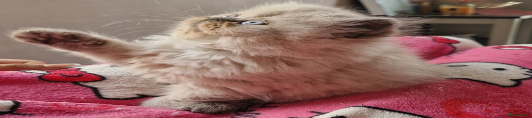 Exotic Kitten 4