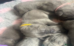 Mixed Breed dogs for sale: Italian Mastiff puppies available  - Image 16