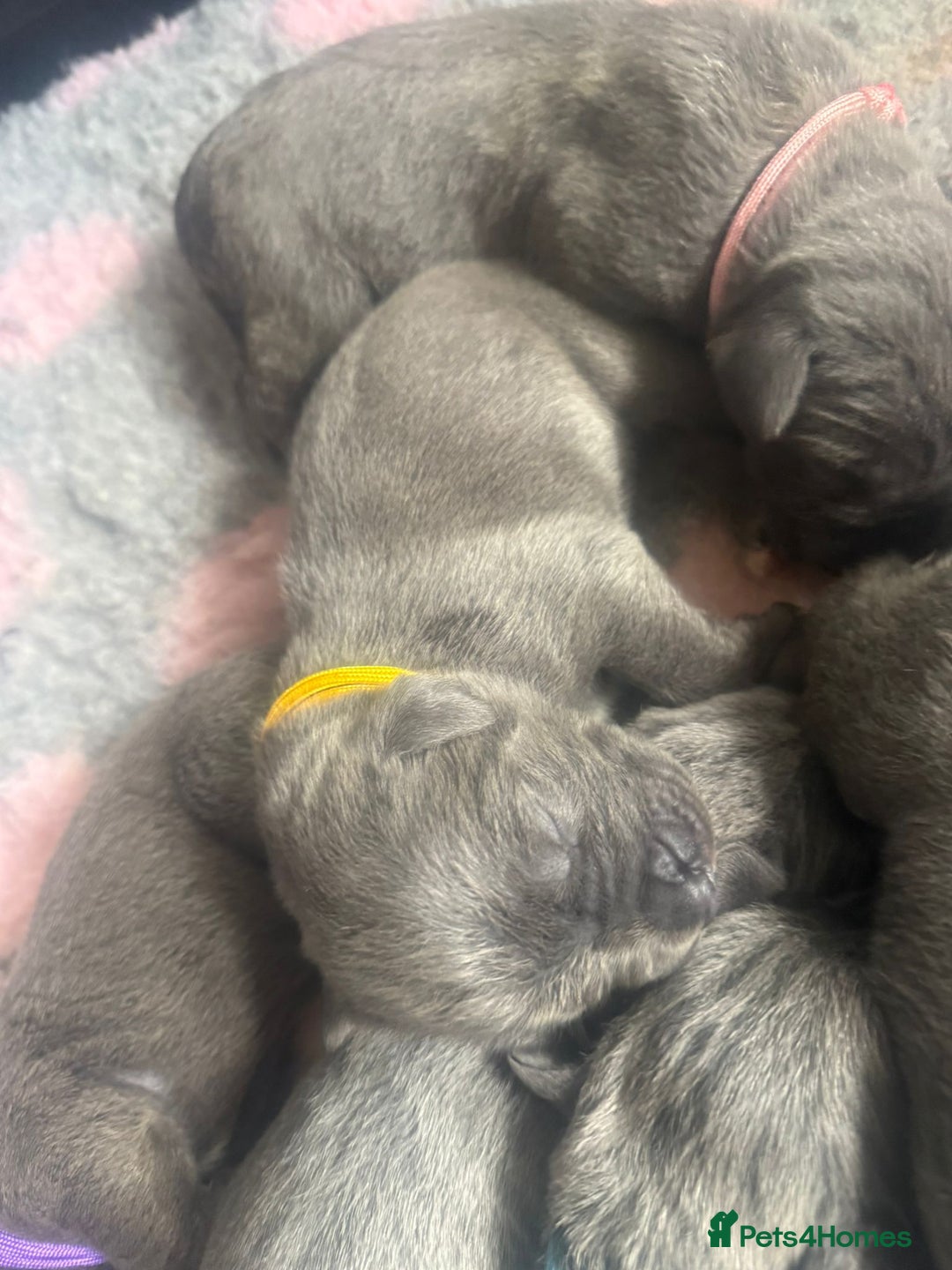 Mixed Breed dogs for sale: Italian Mastiff puppies available  - Image 16