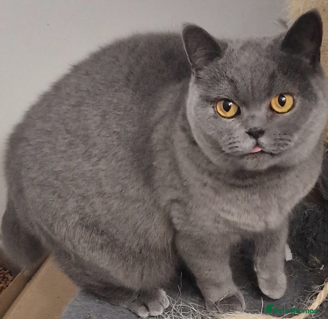 British Shorthair cats for sale: Gorgeous British Shorthaired Blue girl. - Advert 2