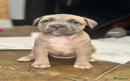 Mixed Breed dogs for sale: Cane Corso Boerboels - Image 5