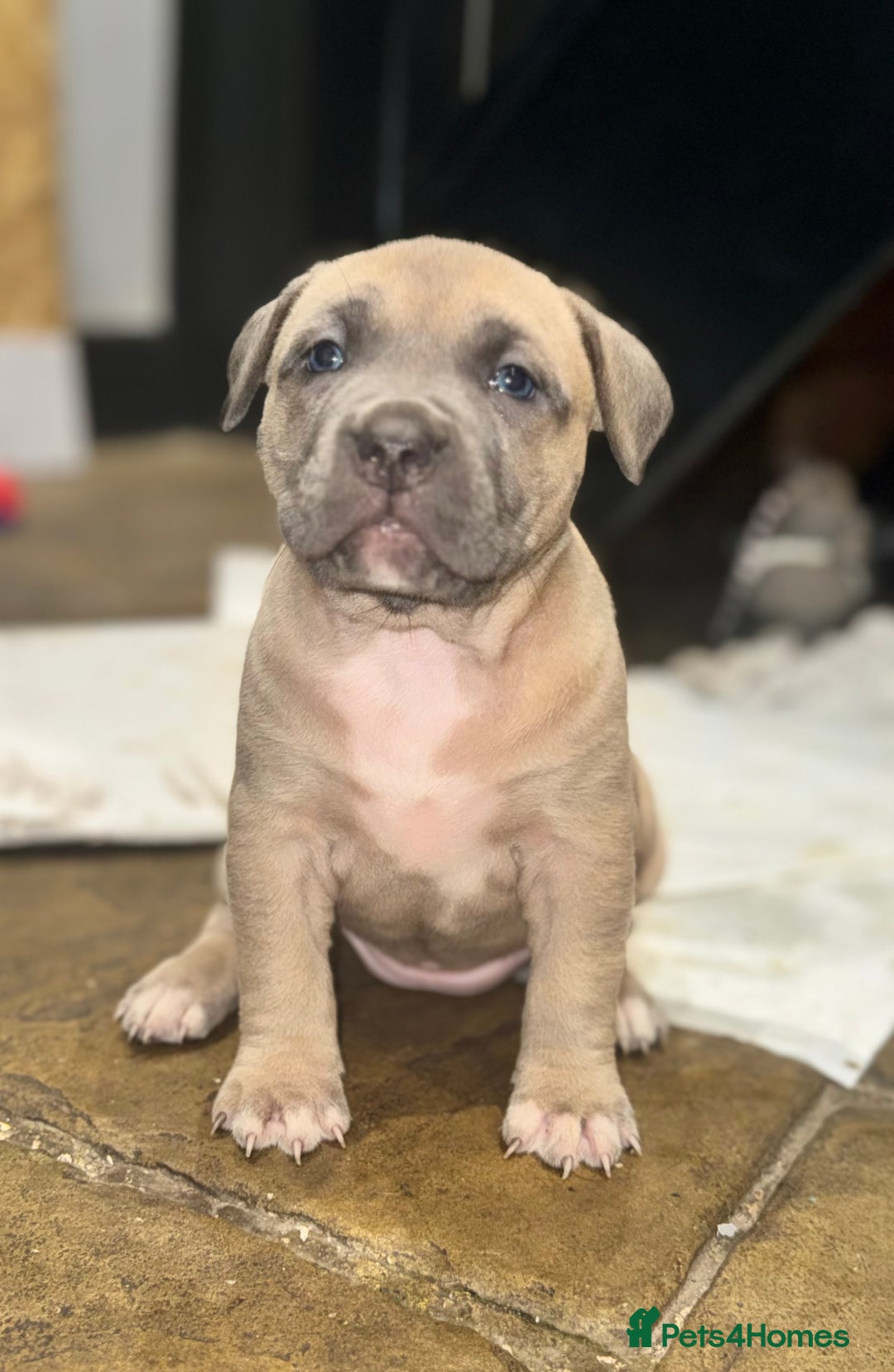 Mixed Breed dogs for sale: Cane Corso Boerboels - Image 5