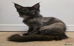 Maine Coon cats for sale: One TICA-Registered Maine Coon Kittens Available - Image 6