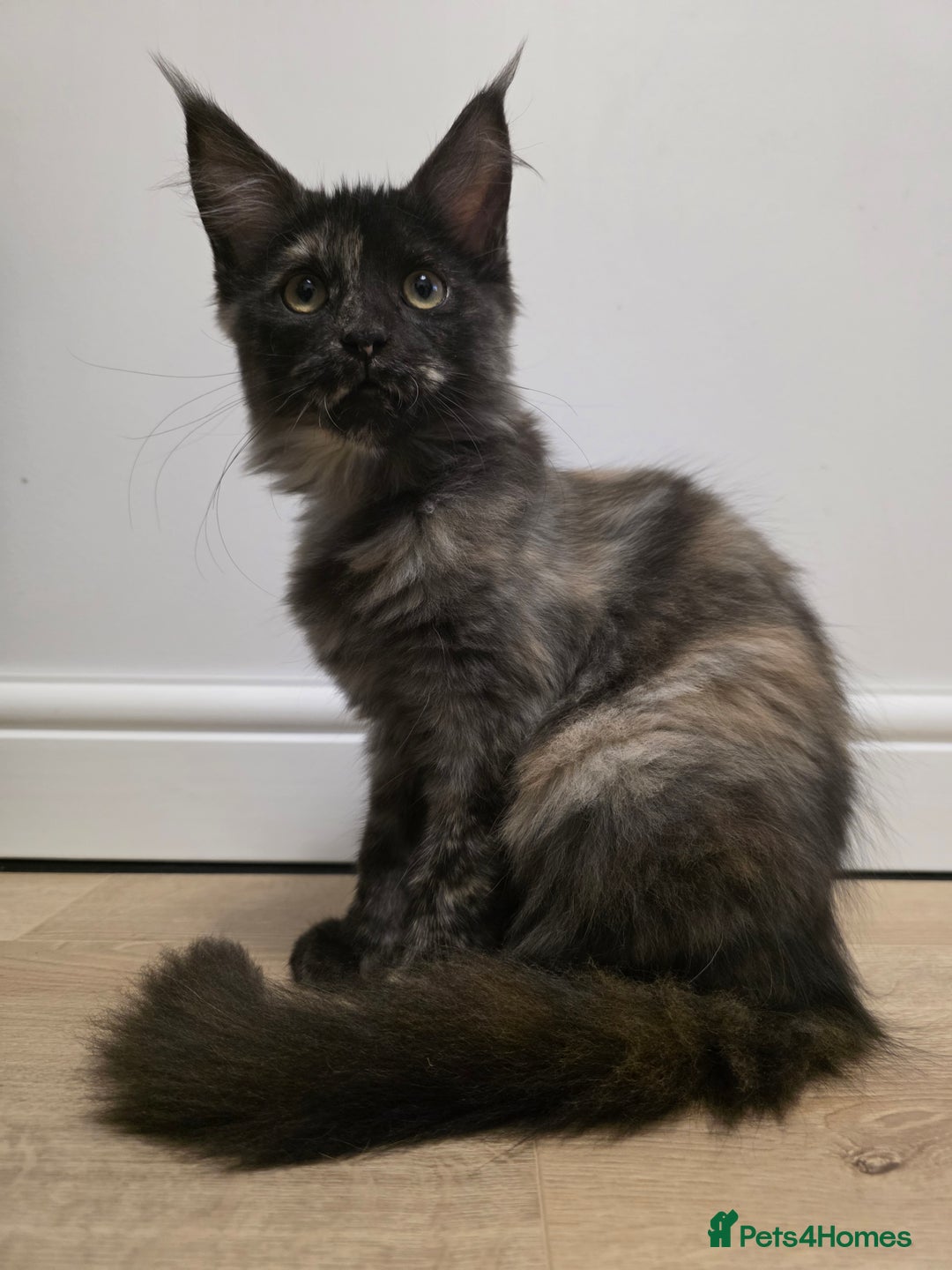 Maine Coon cats for sale: One TICA-Registered Maine Coon Kittens Available - Image 6