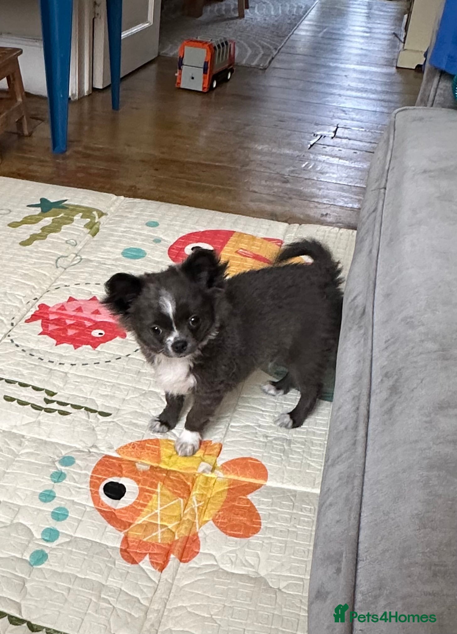 Chihuahua dogs for sale: Chihuahua long coat  in Eastbourne - Advert 2