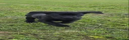 Labrador Retriever dogs for sale: Two beautiful labrador pups available  in York - Advert 10