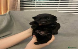Mixed Breed dogs for sale: Thai ridgeback x merle border collie  - Image 11