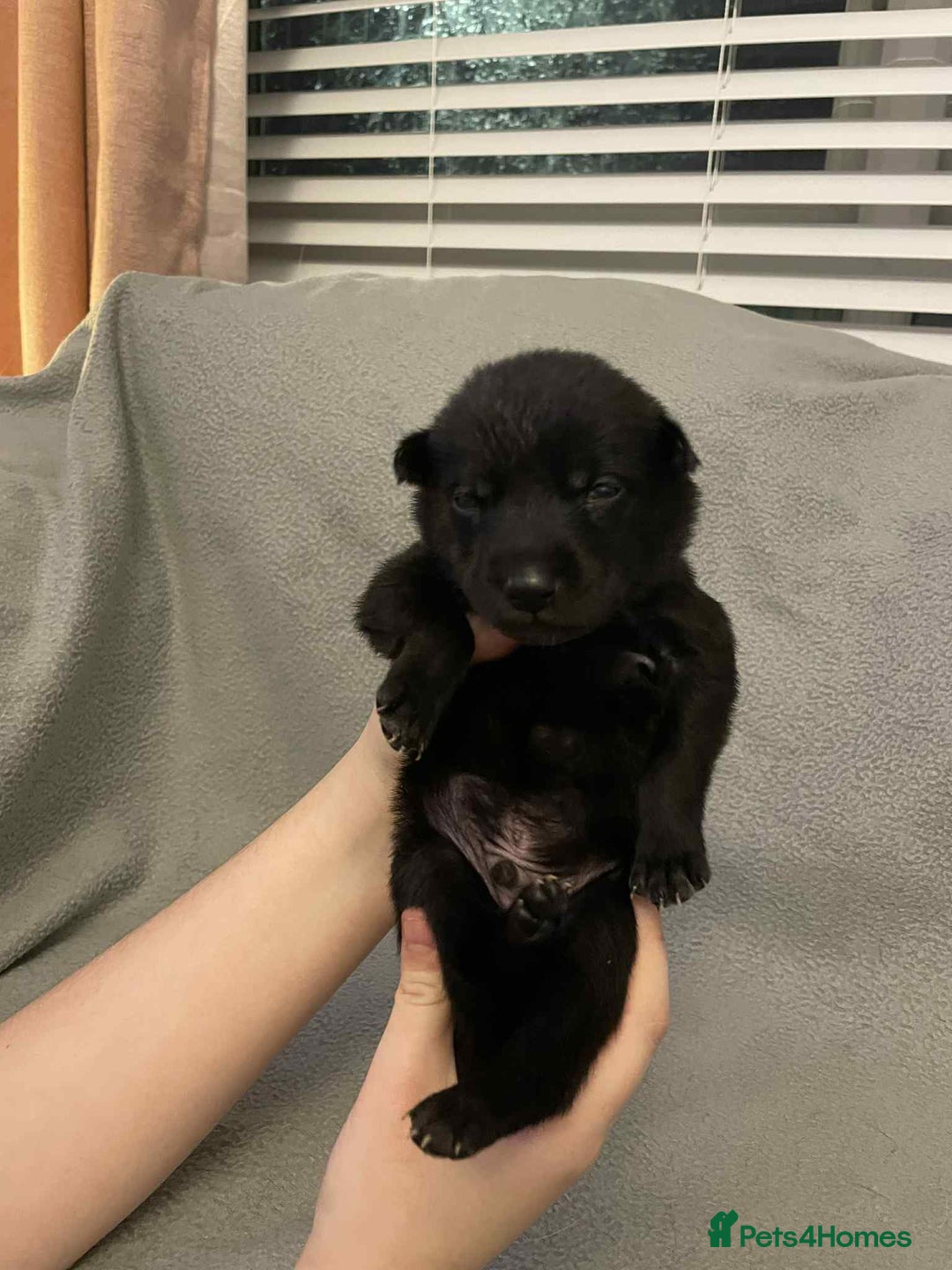 Mixed Breed dogs for sale: Thai ridgeback x merle border collie  - Image 11