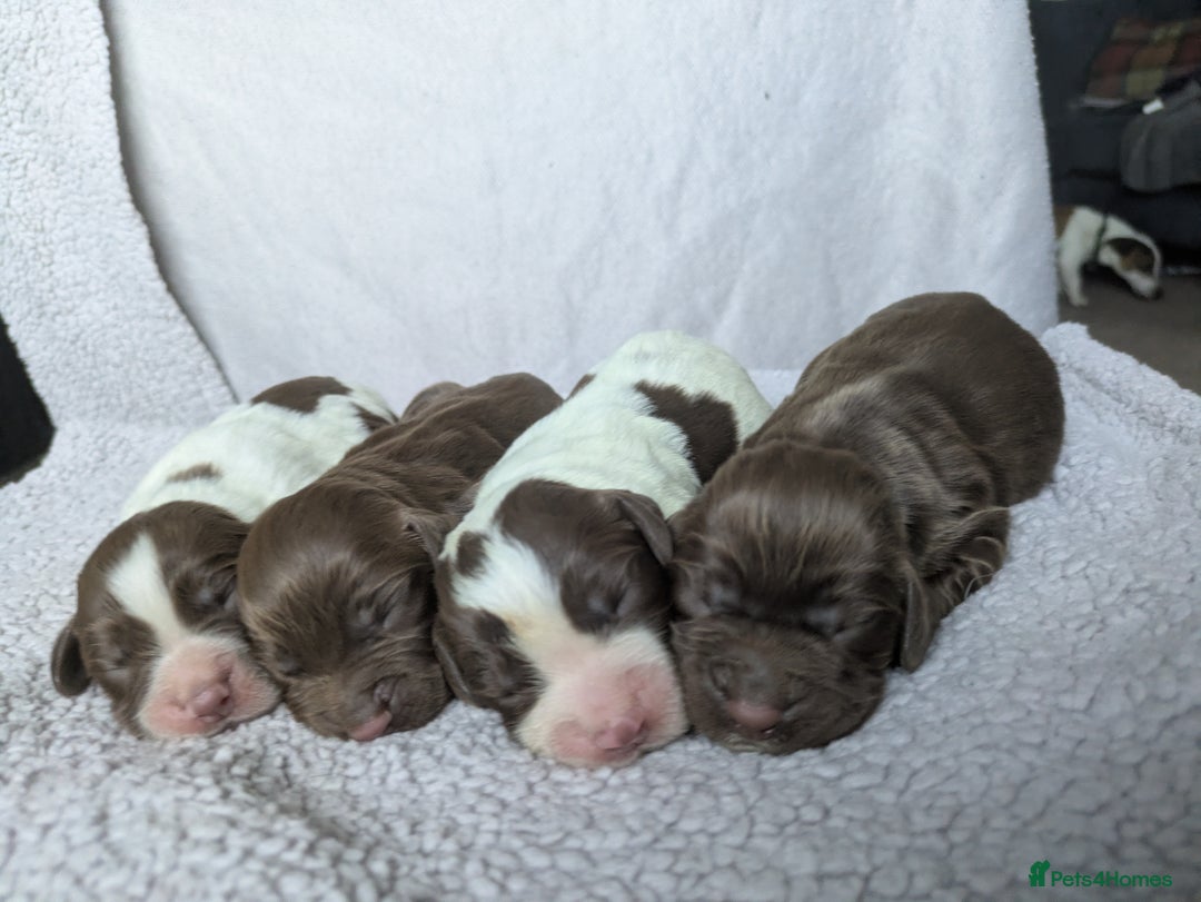 Sprocker dogs for sale: 🐶✨ F2 Sprocker Puppies – Growing Beautifully! ✨🐶 - Image 1