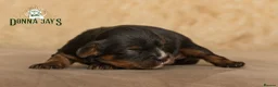 Cavalier King Charles Spaniel dogs for sale: Donna Jays Petite Cavaliers 🌟🌟🌟🌟🌟 - Advert 8