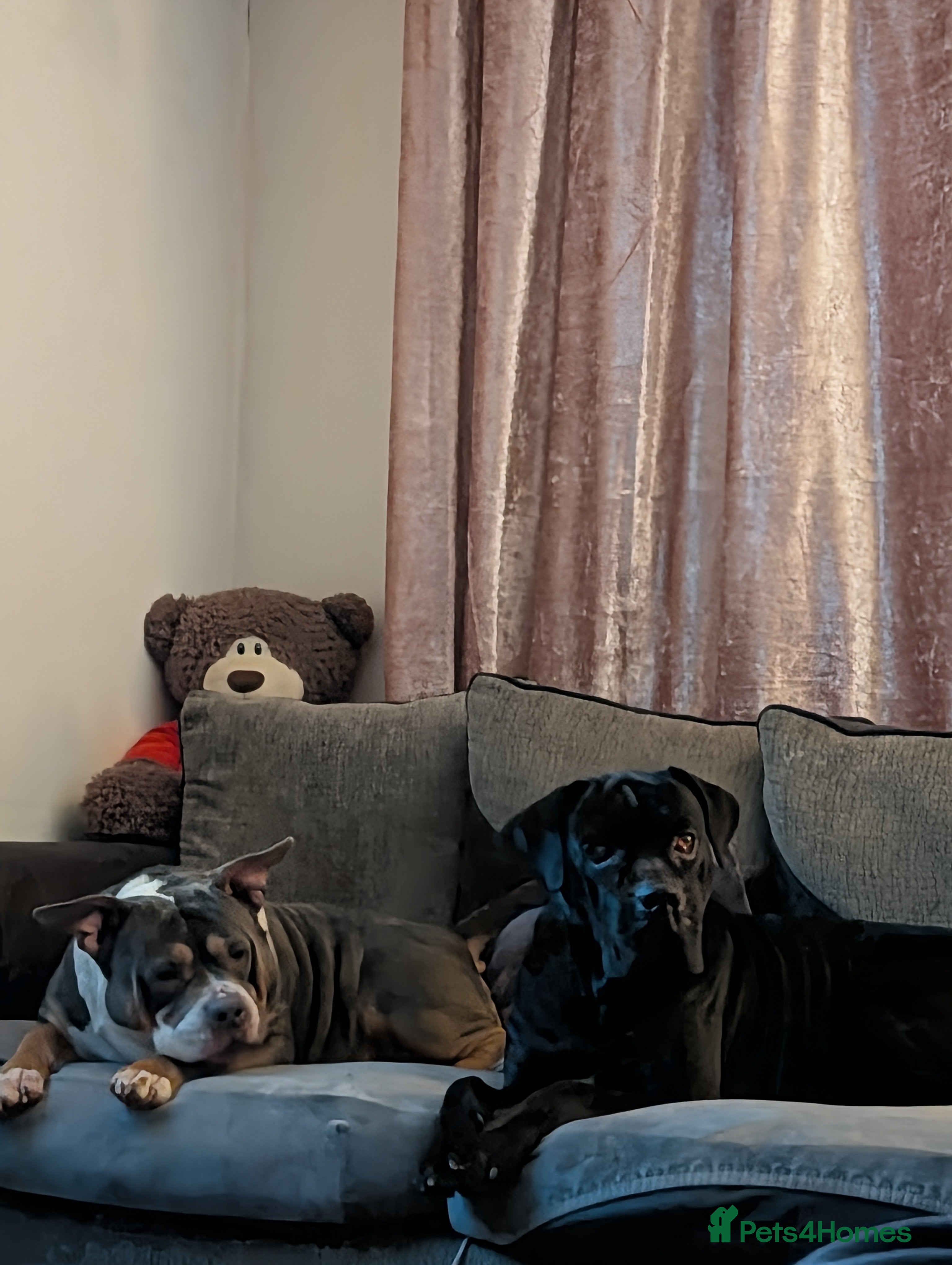 Cane Corso dogs Cane corso puppies  - Advert 2