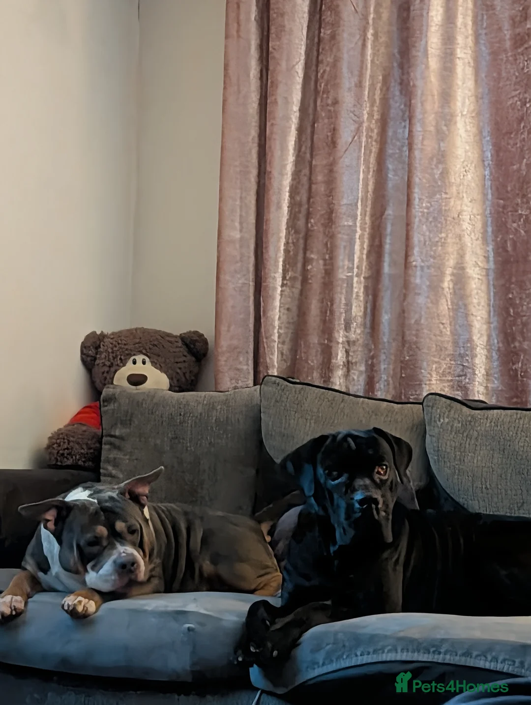 Cane Corso dogs for sale: Cane corso puppies  - Advert 1