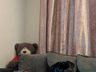 Cane Corso dogs Cane corso puppies - Advert 2