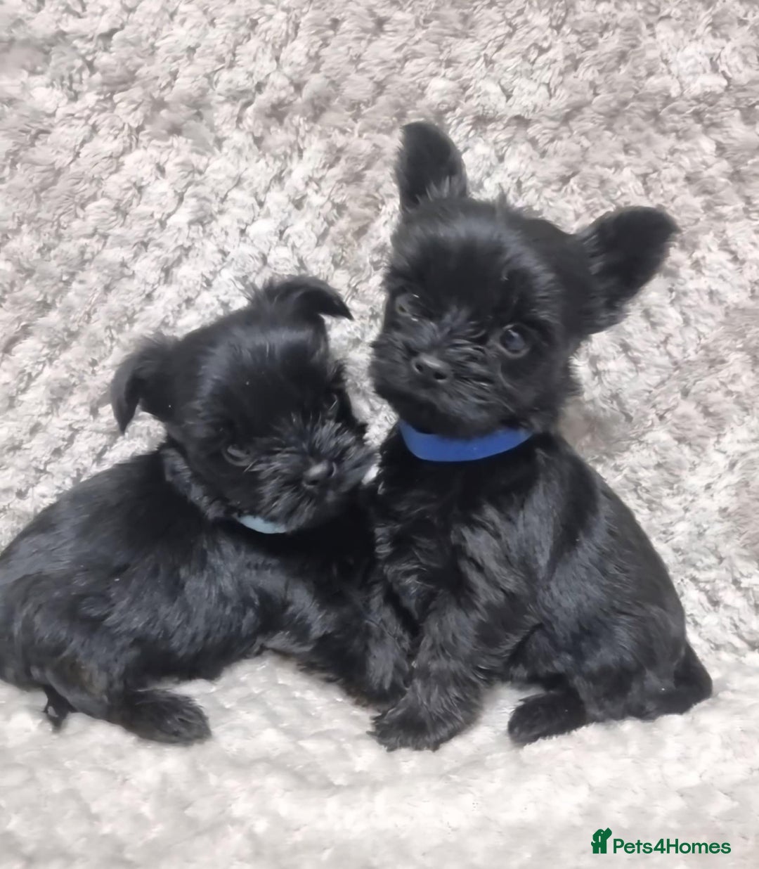 Yorkshire Terrier dogs for sale: Yorkshire Terrier  - Advert 9