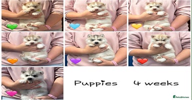 Siberian Husky dogs - Advert 2