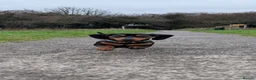 Miniature Dachshund dogs for stud: Beautiful KC registered Mini Dachshund.  in Deeside - Advert 8