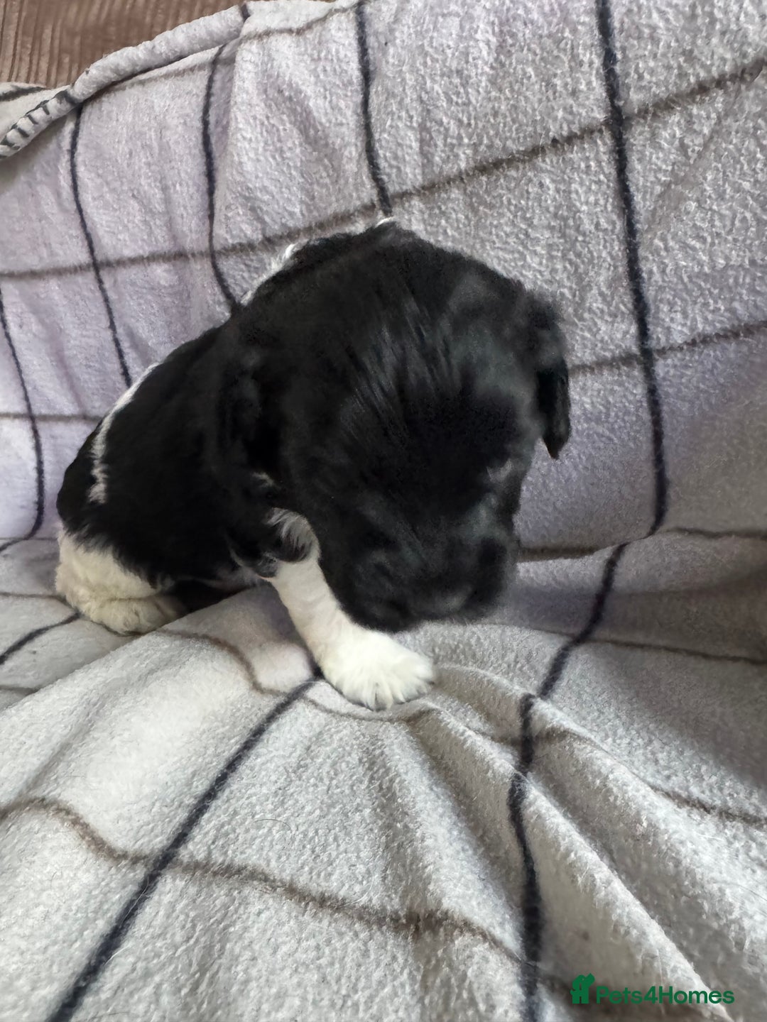 Mixed Breed dogs for sale: 8 Springer mix Puppies - Advert 26