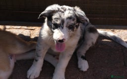 Border Collie dogs for sale: Red, and blue merle, tri, b/w collies farm reared - Image 22