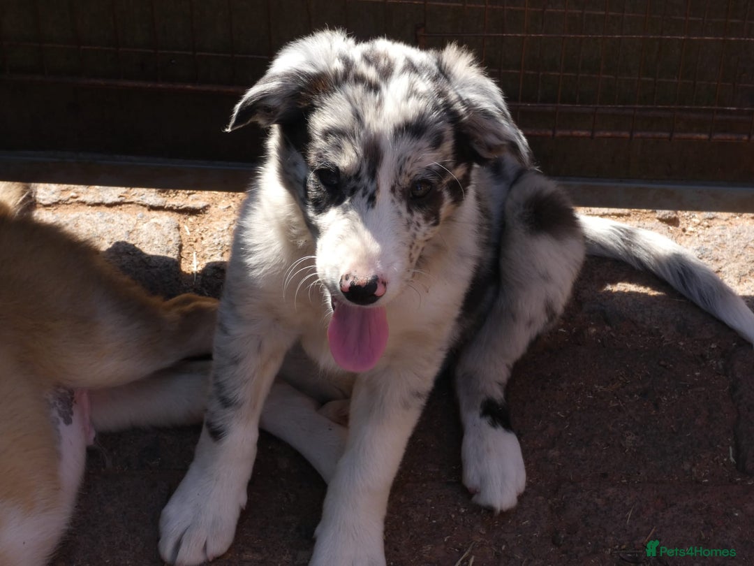 Border Collie dogs for sale: Red, and blue merle, tri, b/w collies farm reared - Image 22