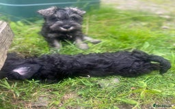 Miniature Schnauzer dogs for sale: KC miniature schnauzer puppies  - Image 15