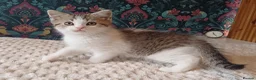 British Shorthair cats for sale: Adorable Brittish Shorthair kittens🐱 - Advert 9