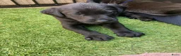 Labrador Retriever dogs for sale: Beautiful litter of black Labrador pups  in Beverley - Advert 12
