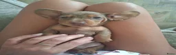 Miniature Dachshund dogs for sale: Miniature Dachshund puppies  in Derby - Advert 15