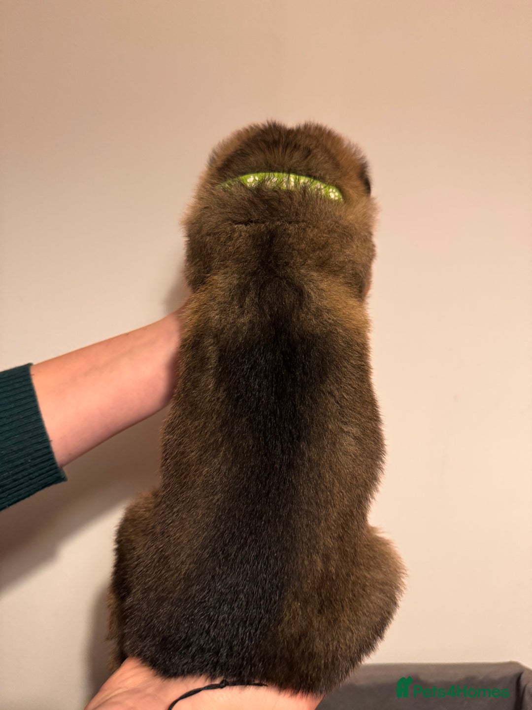 German Shepherd dogs for sale: KC German Shepherd Working line puppies 🐶  - Image 7