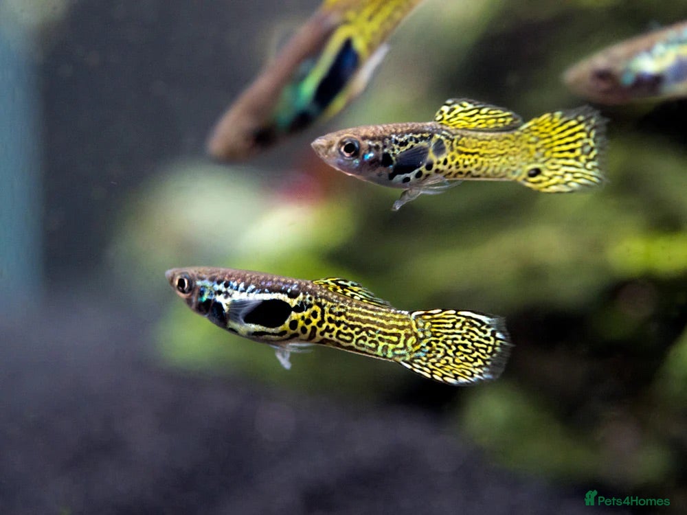 Live Bearers fish Endler Guppies,Guppies, snails and aquarium plants - Advert 1