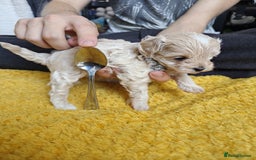 Maltipoo dogs for sale: F2 Mini Maltipoo,Toy size 4 boys - Image 7