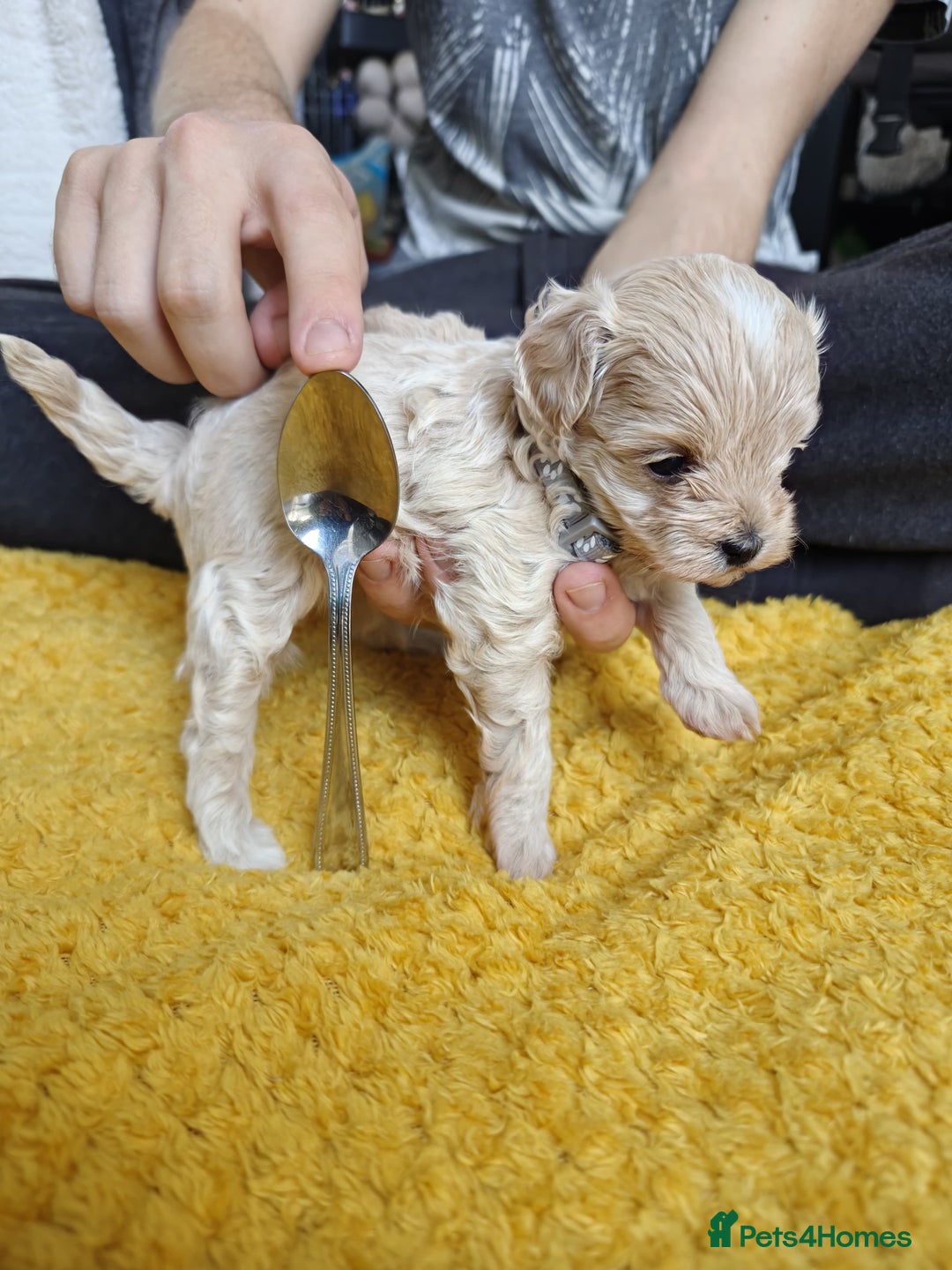 Maltipoo dogs for sale: F2 Mini Maltipoo,Toy size 4 boys - Image 7