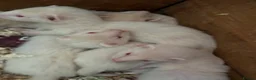 Ferret rodents for sale: Albino ferret kits  - Advert 4