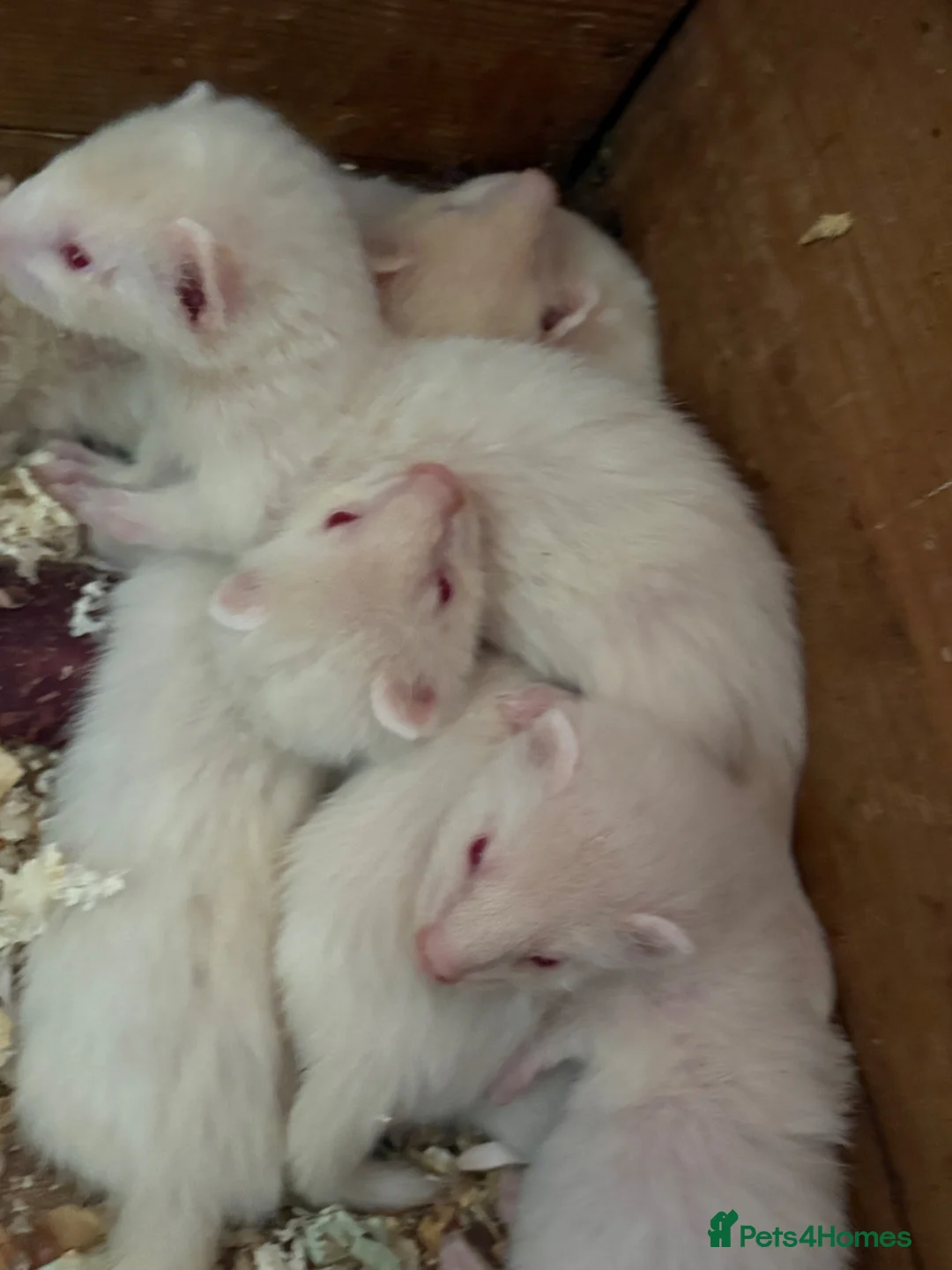 Ferret rodents for sale: Albino ferret kits  - Advert 4
