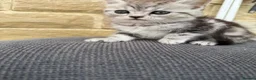 Mixed Breed cats for sale: Persian x kittens  in Bradford - Advert 12